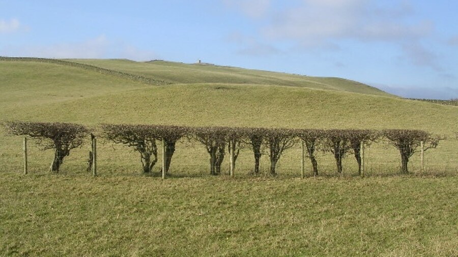 Photo "Cropped Hedge near Burnside Farm. Relic Hill in the background" by Chris Upson (Creative Commons Attribution-Share Alike 2.0) / Cropped from original
