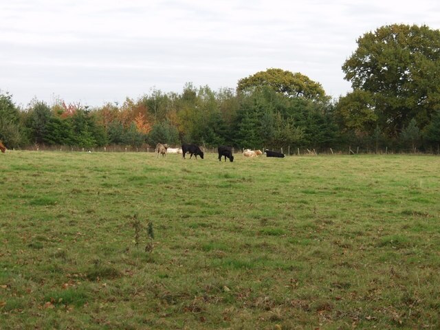 "Cockshutt"-foto av John Haynes (CC BY-SA) / Urklipp från original