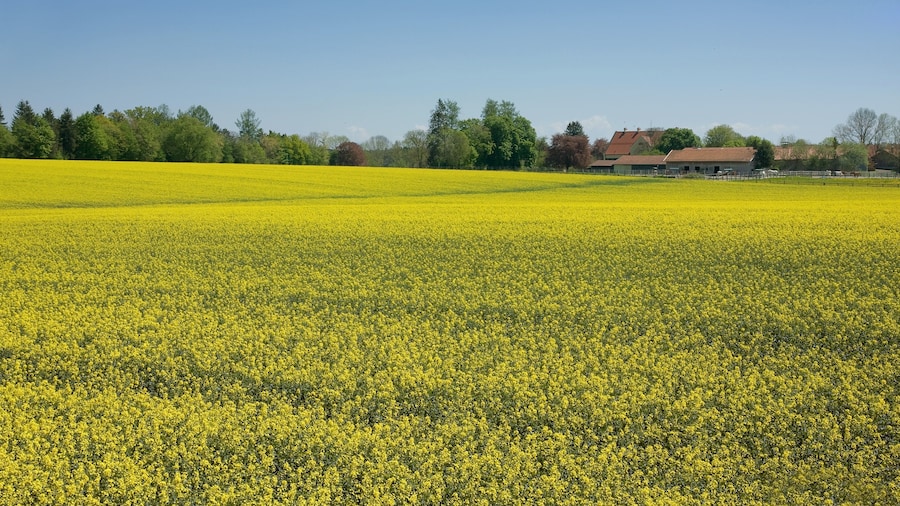 Photo "Rapeseed (Brassica napus), also known as rape, oilseed rape, rapa, rapaseed and (in the case of one particular group of cultivars) canola, is a bright yellow flowering member of the family Brassicaceae (mustard or cabbage family)." by Richard Bartz (Creative Commons Attribution-Share Alike 2.5) / Cropped from original