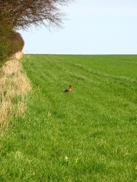 Pheasant In the fields of South Farm, near Eshott.