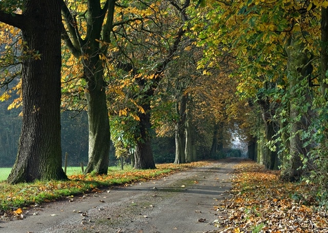 Autumn Lane