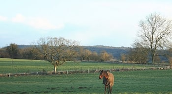 Near Limpley Stoke Conkwell Wood is on the hill in the distance, on the other side of the River Avon. This is the best of three pictures I was able to take here, the horse had a black companion who insisted on standing in front of the camera as near as he could get.