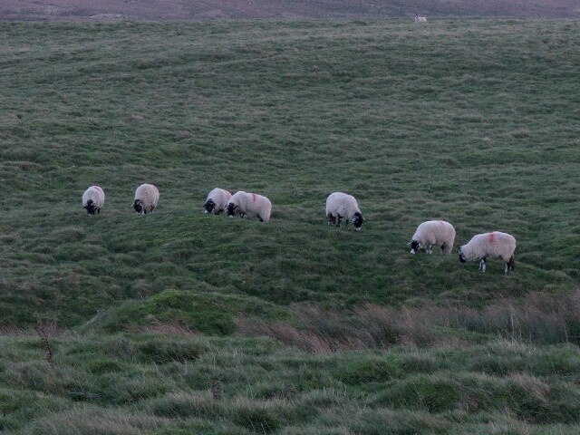 Photo "Carlton Highdale" by Steve Partridge (CC BY-SA) / Cropped from original