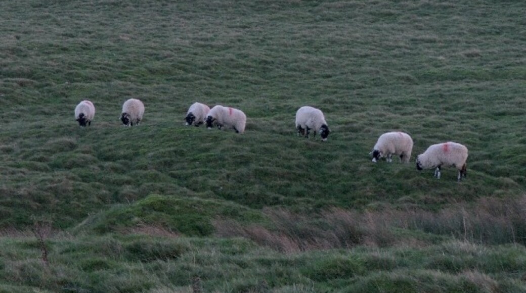 Photo "Carlton Highdale" by Steve Partridge (CC BY-SA) / Cropped from original