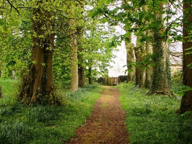 St James's Church grounds, Chawleigh The path around the perimeter of the church and its graveyard is edged by beeches and chestnut trees,