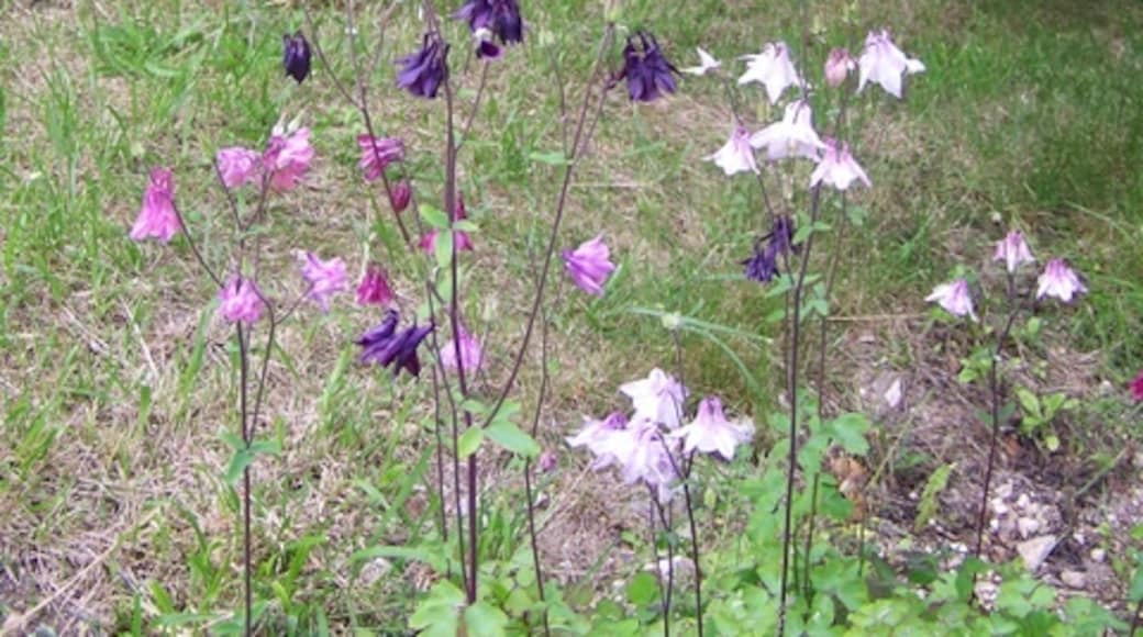 Photo "Sompting" by Trish Steel (CC BY-SA) / Cropped from original