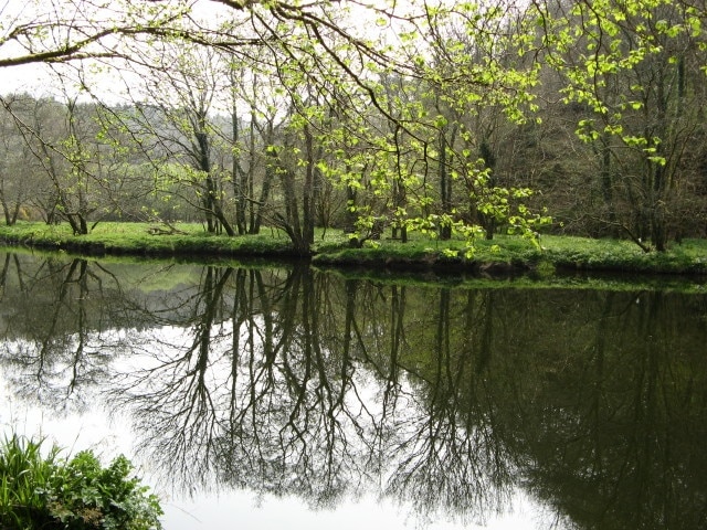 River Tavy, Reflections of the Trees Reflections of the trees across the River Tavy.