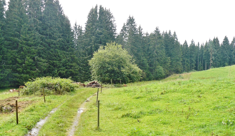Wanderweg bei Lenzkirch-Holzmatte