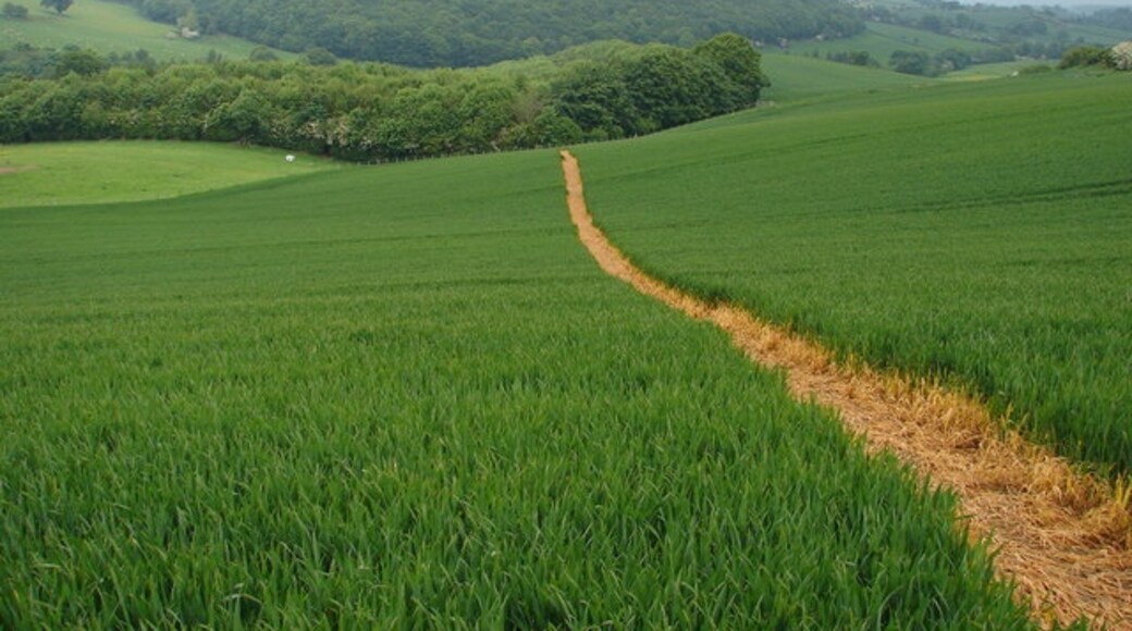 Photo "Westbury" by Ian Paterson (CC BY-SA) / Cropped from original