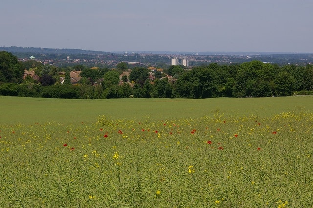 View north from Chelsfield Lane, southeast London, across a field of oil seed rape. In the centre below the horizon are the two tower blocks of St Mary Cray: Alkham Tower (see 731814) and Horton Tower (see 731817). The pale green dot on the left below the horizon is St Barnabas' parish church, St Paul's Cray (see 154570. On the skyline on the left is Shooters Hill. Essex is in the far distance, in the centre right of the photo.