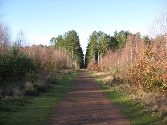 Clumber Park - Track into Woodland
