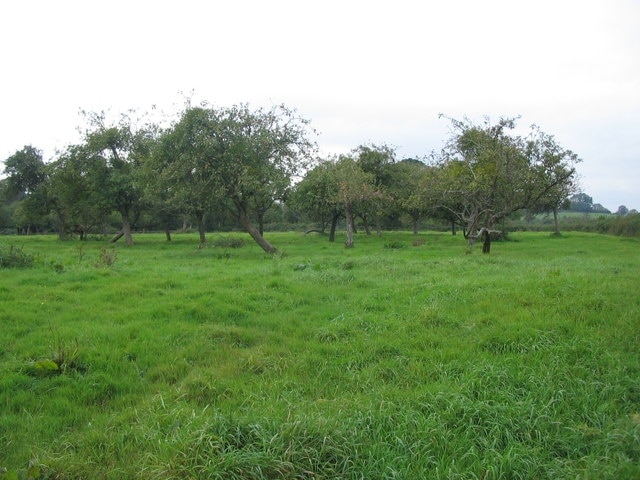 Orchard off Teapot Lane A view looking to the west from Teapot Lane towards a small orchard.