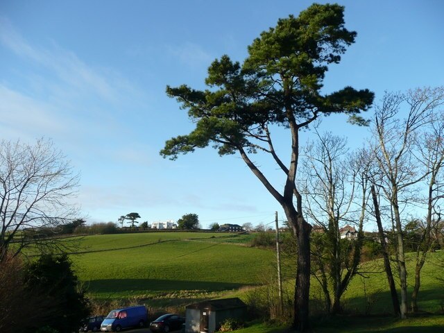 Scots pine and view from Lenwood The white building on the hill is Gresham Court.