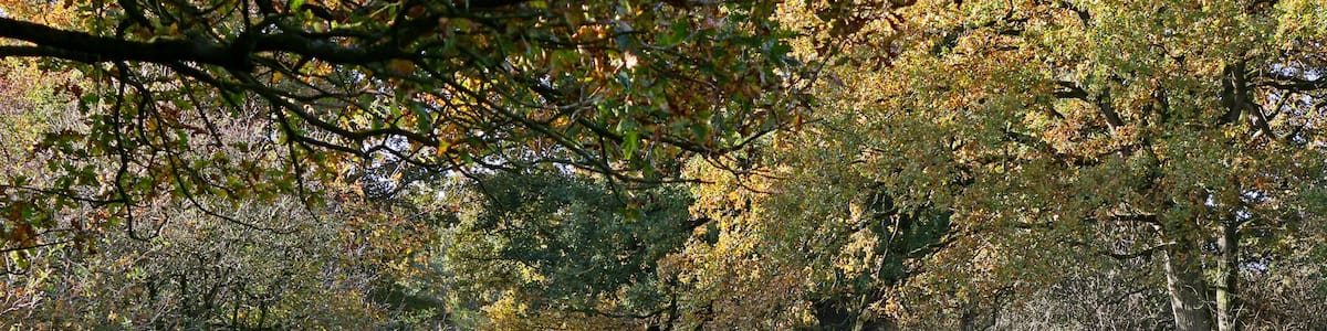 Photo "Meppen, Borkener Paradies" by Banja-Frans Mulder (Creative Commons Attribution 3.0) / Cropped from original
