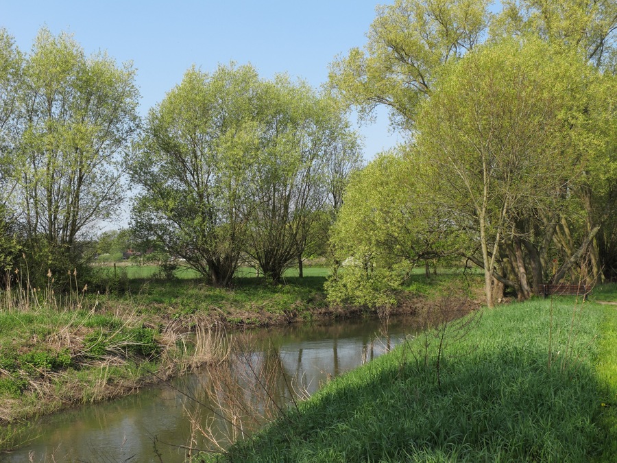 Nördliche Okeraue bei Groß Schwülper. Mündung der Schunter (im Vordergrund) in die Oker (im Hintergrund). Bereich im Naturschutzgebiet „Nördliche Okeraue (zwischen Hülperode und Neubrück)“ (NSG BR 099) im Landkreis Gifhorn.