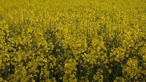 Photo "Thurlby" by Graham Horn (CC BY-SA) / Cropped from original