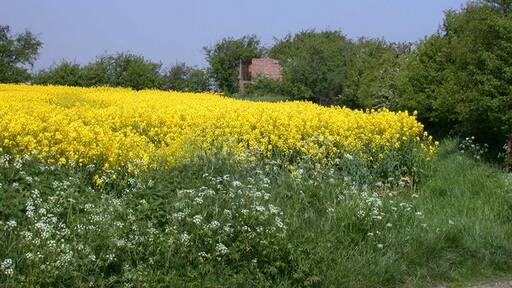 Kuva ”Ickleton” käyttäjältä Keith Edkins (CC BY-SA) / rajattu alkuperäisestä kuvasta