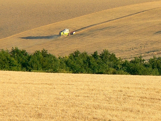 Harvesting, south of Easton Royal This is a foreshortened view of the gathering of what is probably wheat.