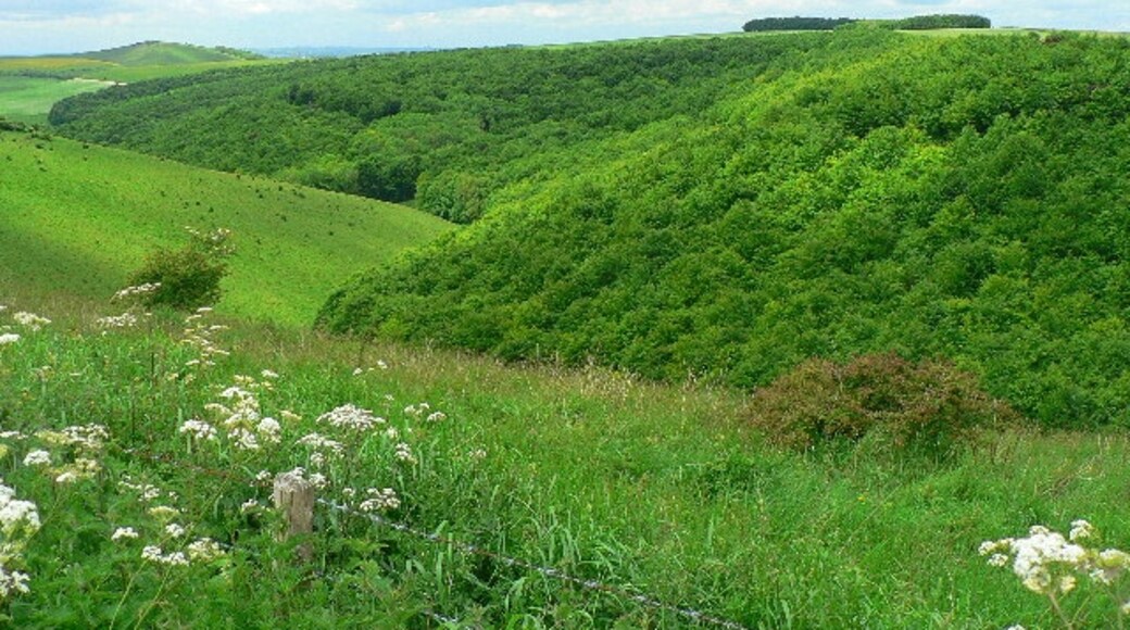 « Ashmore», photo de Stella Ridley (CC BY-SA) / rognée de l’originale