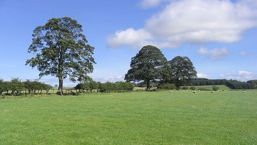 Photo "Pasture north of Netherton" by Walter Baxter (Creative Commons Attribution-Share Alike 2.0) / Cropped from original