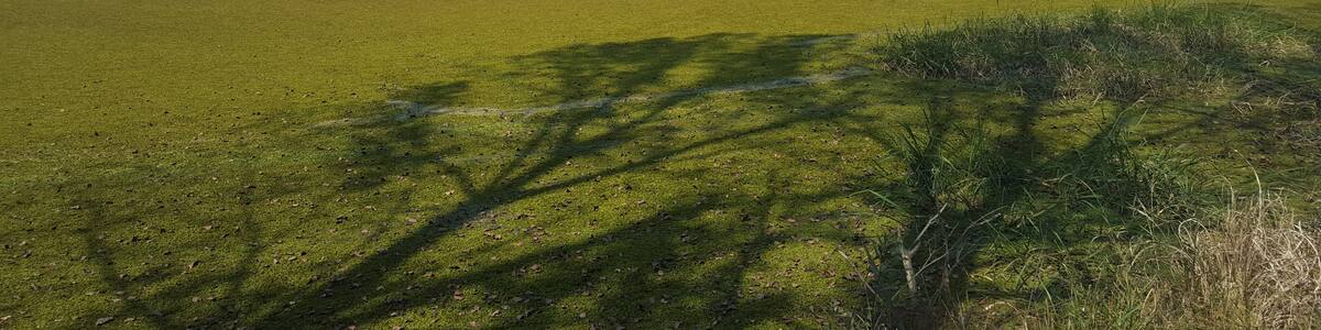 Photo "Wetlands slowly turning into fall colour. Shadows of trees falling on the waters." by Speedyturtle2000 (page does not exist) (Creative Commons Attribution-Share Alike 3.0) / Cropped from original