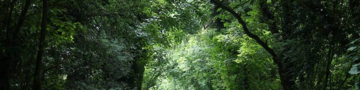 Photo "Road to Butter's Lodge Doesn't go anywhere else so peaceful to walk down. Part of the Great Eastern Pingo Trail around Thompson Common." by Hugh Venables (Creative Commons Attribution-Share Alike 2.0) / Cropped from original