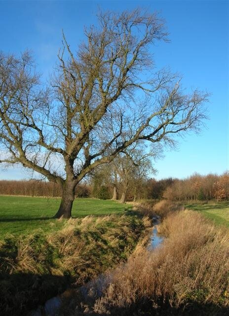 Foto “Appleton Roebuck” tomada por DS Pugh (CC BY-SA); recorte de la original