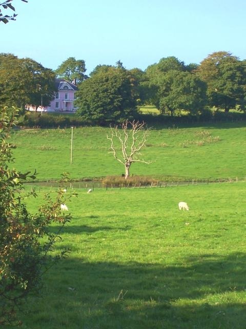 Tree in Lake. View of Wervil Grange Farm with tree in lake