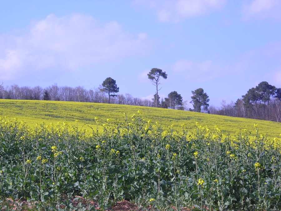 Coussac-Bonneval Grands Monts 067