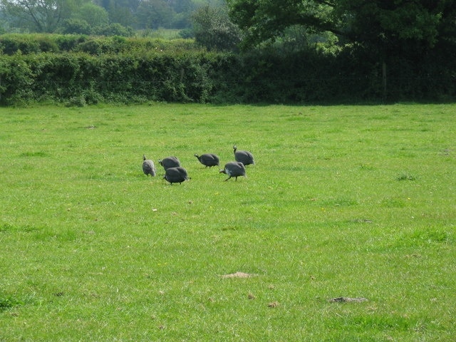 Guinea Fowl at Broadbridge Farm