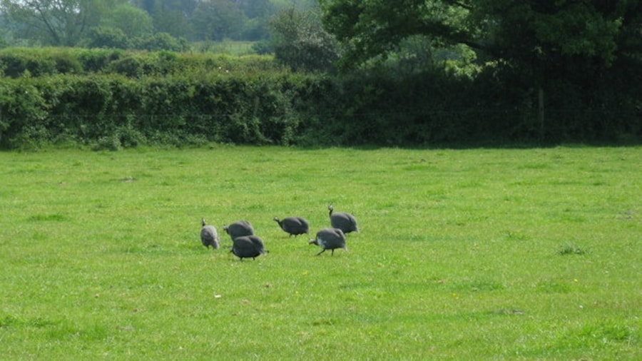 Photo "Guinea Fowl at Broadbridge Farm" by Dave Spicer (Creative Commons Attribution-Share Alike 2.0) / Cropped from original