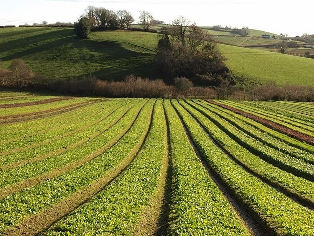 Crops, Riverford. Organic crops on the hillside below Staverton Footpath 2. The trees at the top of the hill left of centre can be seen from the other direction in 1074289.