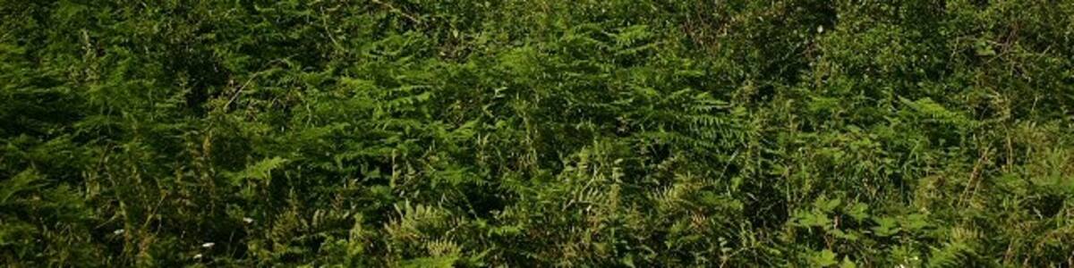 Photo "Dead tree and hedgerow An old tree stump sticks up behind a hedgerow, on private land north of Thetford." by Bob Jones (Creative Commons Attribution-Share Alike 2.0) / Cropped from original