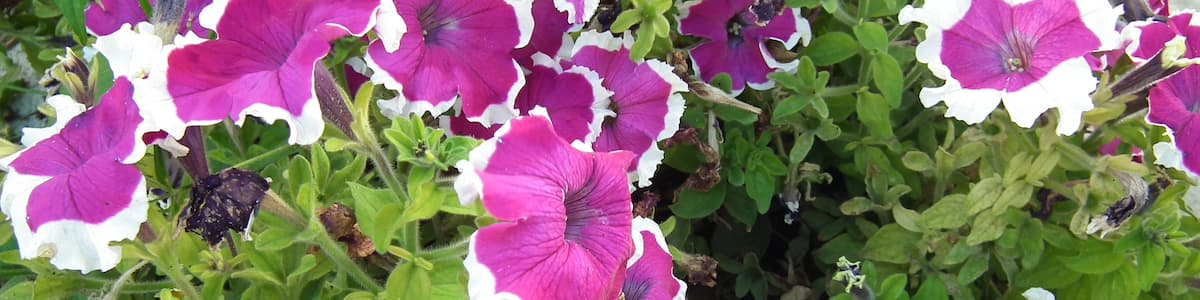 Photo "Clin d'oeil coloré à Boyardville..." by FrenchCobber (Creative Commons Attribution-Share Alike 3.0) / Cropped from original