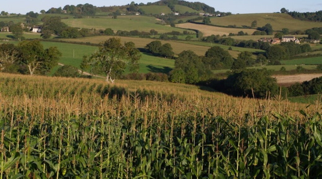 Foto "Bettiscombe" de Derek Harper (CC BY-SA) / Recortada do original