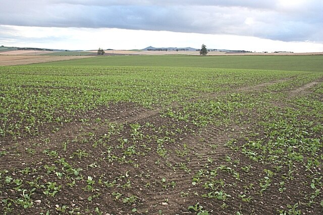 Gordonstown Hill Next year's brassica crop has already sprouted. The distinctive skyline of distant Bennachie is on the horizon.