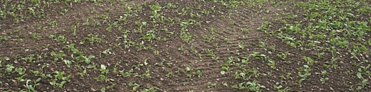 Photo "Gordonstown Hill Next year's brassica crop has already sprouted. The distinctive skyline of distant Bennachie is on the horizon." by Anne Burgess (Creative Commons Attribution-Share Alike 2.0) / Cropped from original
