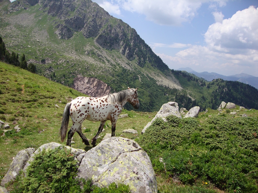 il cavallo di pippi calzelunghe a forcella doss caligher