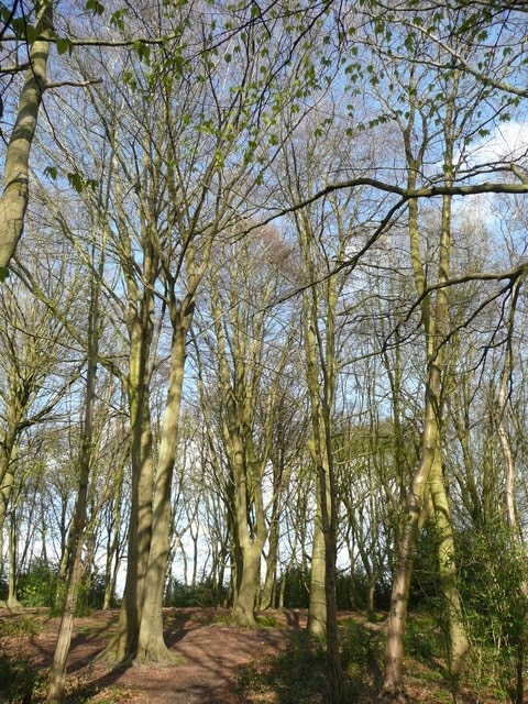 Foto „Little Chalfont“ von Jonathan Billinger (CC BY-SA)/zugeschnittenes Original