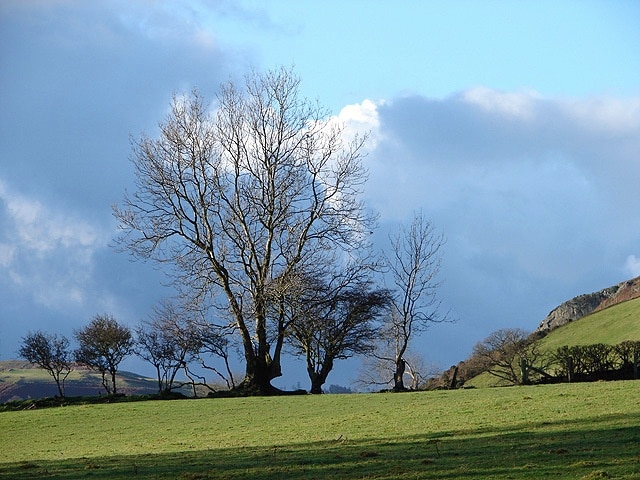 Beech Tree at Pen-y-Castell Just below the ancient hill-fort that dominates the area.