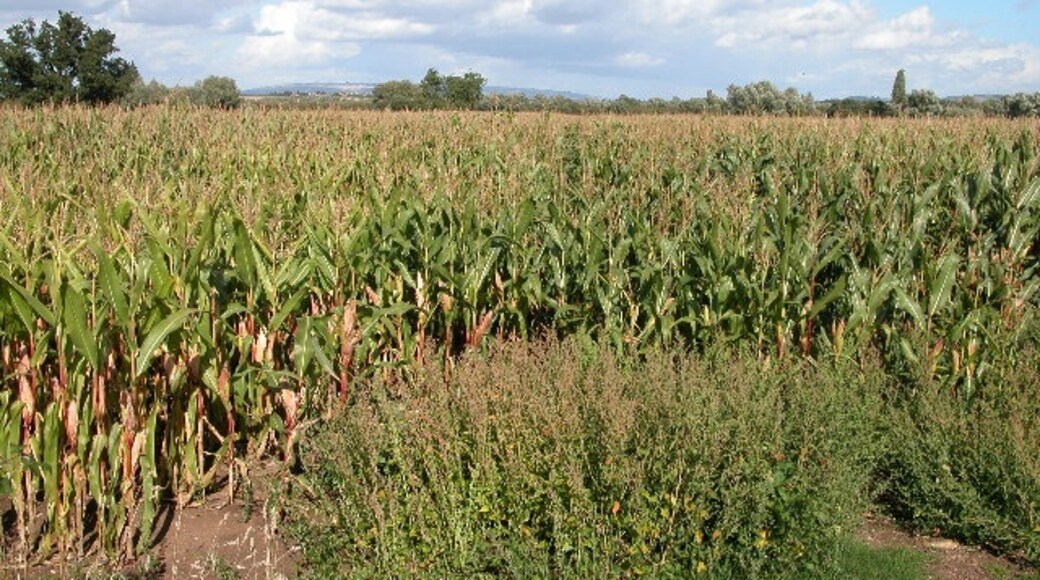 Billede "Leigh" af Philip Halling (CC BY-SA) / beskåret fra det originale billede