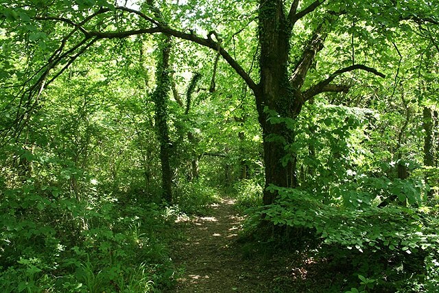 Ilston Community: Gelli-Hir Wood. A nature reserve managed by Glamorgan Wildlife Trust and others. A permissive footpath near the entrance, looking south.