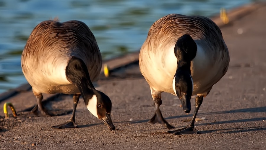 Photo "Canada Geese by Yeadon Tarn/Dam." by Mark Winterbourne (Creative Commons Attribution 2.0) / Cropped from original