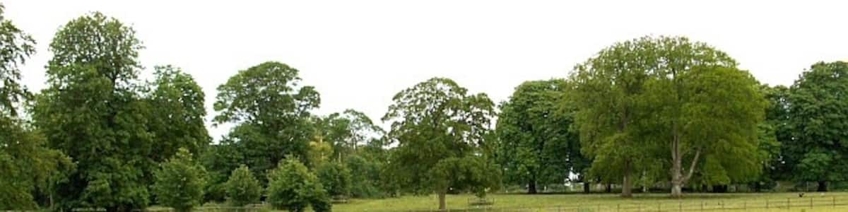 Photo "Quarley Park Looking towards the church which is hidden by the trees." by Andrew Smith (Creative Commons Attribution-Share Alike 2.0) / Cropped from original