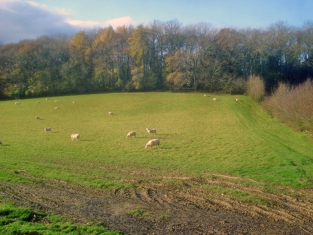 Sheep grazing at Woolpits Farm Looking west to Hospital Wood.