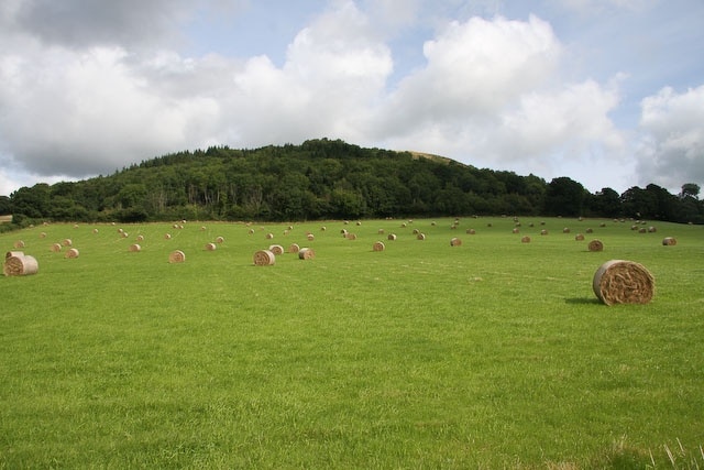 Ysgyryd (Skirrid) Fawr View from the car park of the woods on the lower slopes.