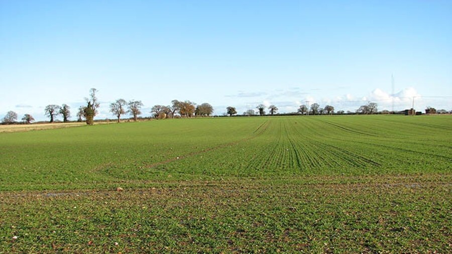 Photo "December sunshine on winter crop. This view was taken from the public footpath which starts at Smee Lane > 919906 and leads to the A47, further to the south > 1068458 - 1068463." by Evelyn Simak (Creative Commons Attribution-Share Alike 2.0) / Cropped from original
