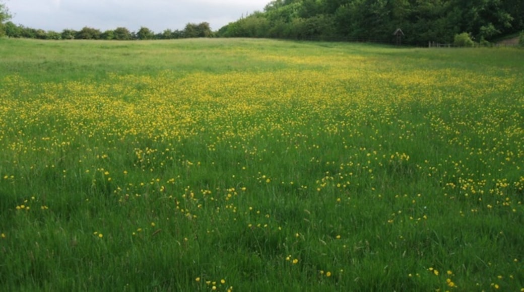 Photo "Daventry Country Park" by Robin Stott (CC BY-SA) / Cropped from original