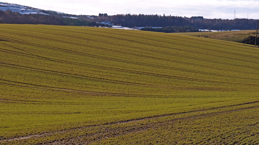 Photo "Field near High hatton Could be barley." by wfmillar (Creative Commons Attribution-Share Alike 2.0) / Cropped from original