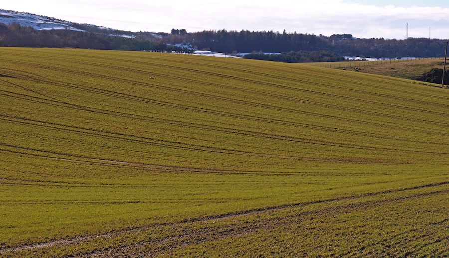 Field near High hatton Could be barley.